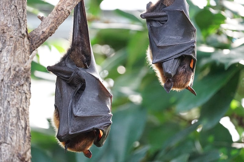 Black Bat Flower