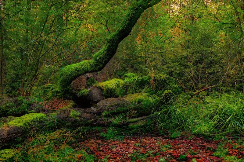 Enchanted Garden