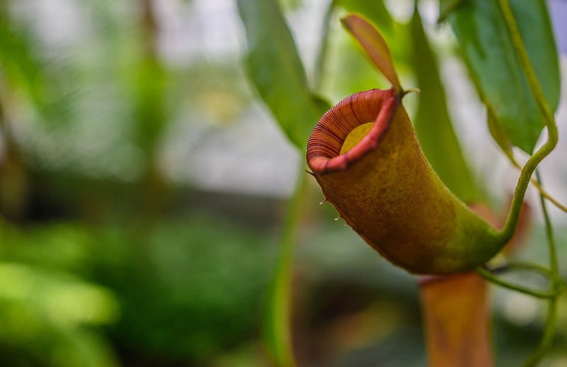 Pitcher Plants